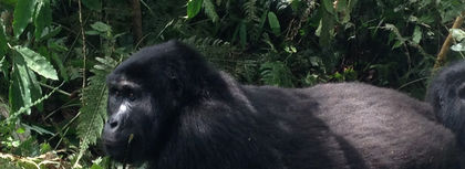 Meet the gorillas in Uganda
