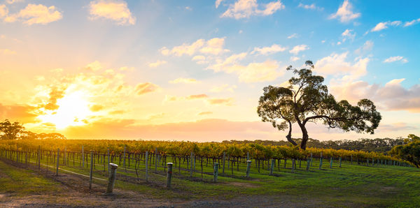 McLaren Vale