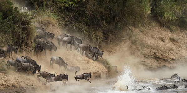Buffalo in Africa
