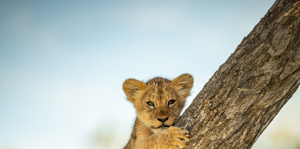 Lion cub, Tanzania