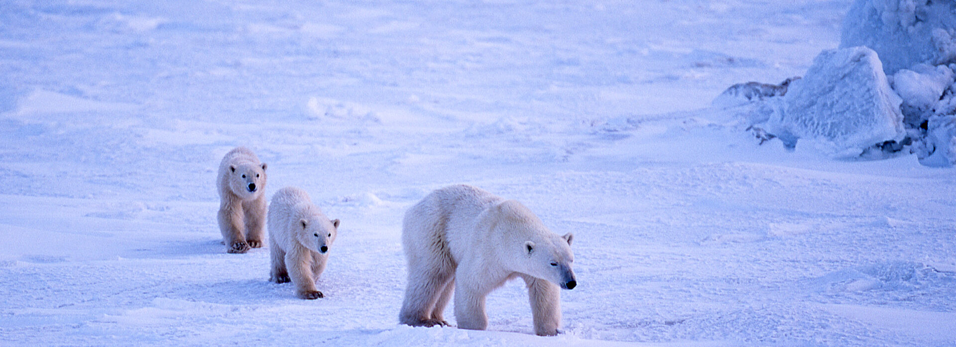 polar bears ASH GettyImages 4707323600